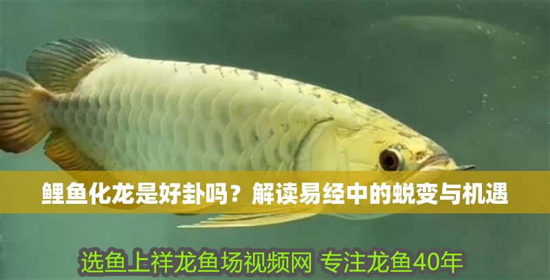 鯉魚化龍是好卦嗎?解讀易經中的蛻變與機遇