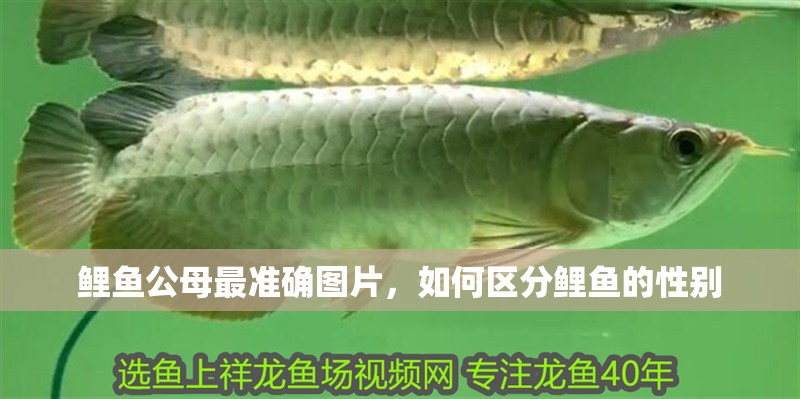 鯉魚公母最準確圖片，如何區分鯉魚的性別