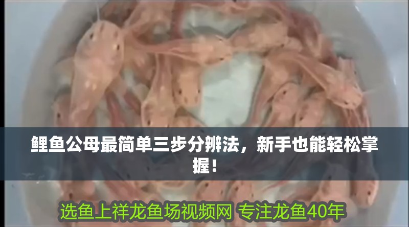 鯉魚公母最簡單三步分辨法，新手也能輕松掌握！ 鯉魚公母最簡單三步分辨法，新手也能輕松掌握！ 龍魚百科 第1張