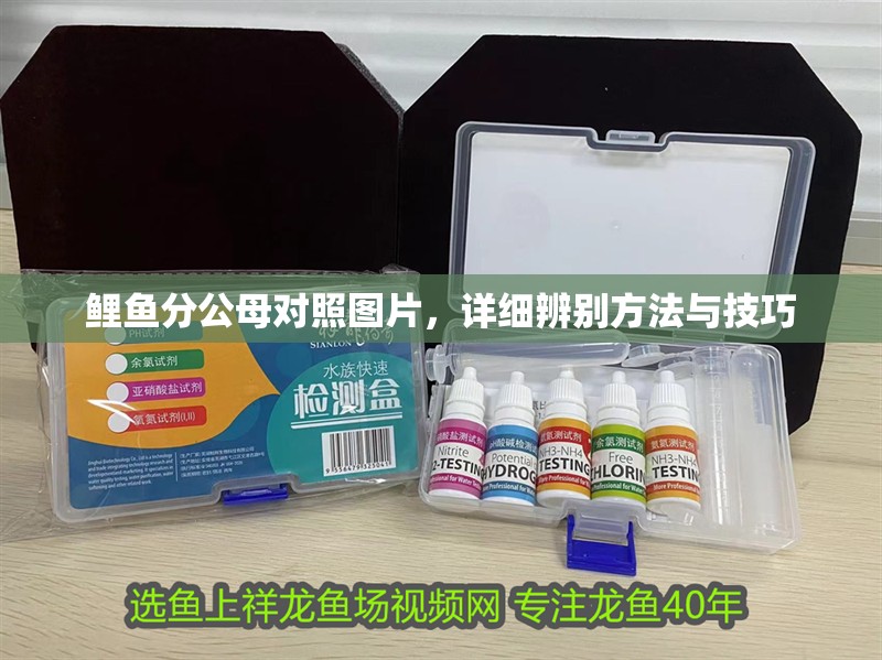 鯉魚分公母對(duì)照?qǐng)D片，詳細(xì)辨別方法與技巧