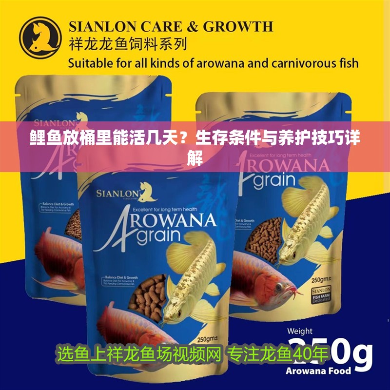 鯉魚放桶里能活幾天？生存條件與養護技巧詳解