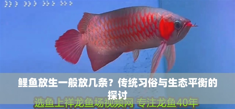 鯉魚放生一般放幾條？傳統習俗與生態平衡的探討