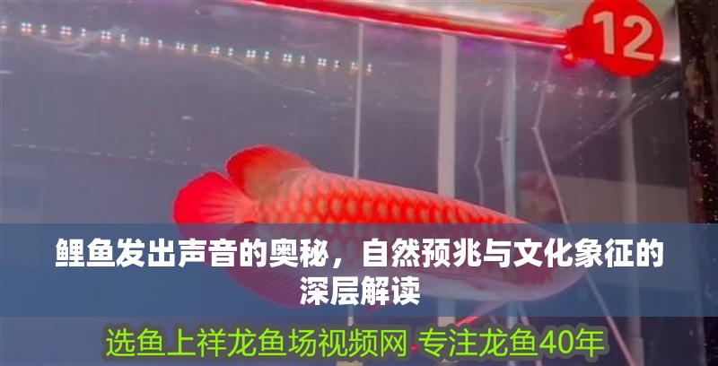 鯉魚發出聲音的奧秘，自然預兆與文化象征的深層解讀