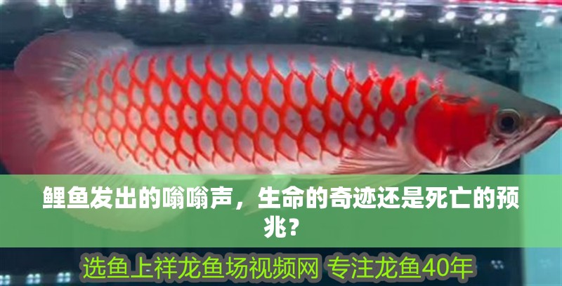 鯉魚發出的嗡嗡聲，生命的奇跡還是死亡的預兆？