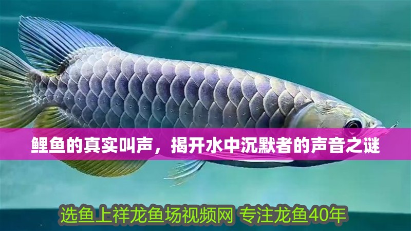 鯉魚(yú)的真實(shí)叫聲，揭開(kāi)水中沉默者的聲音之謎