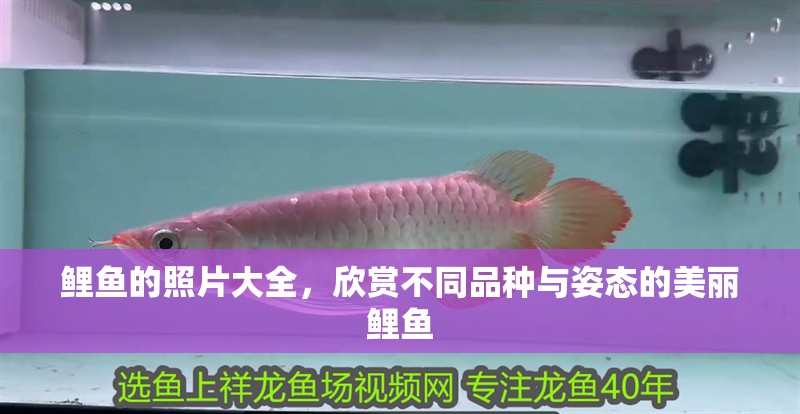 鯉魚的照片大全，欣賞不同品種與姿態的美麗鯉魚