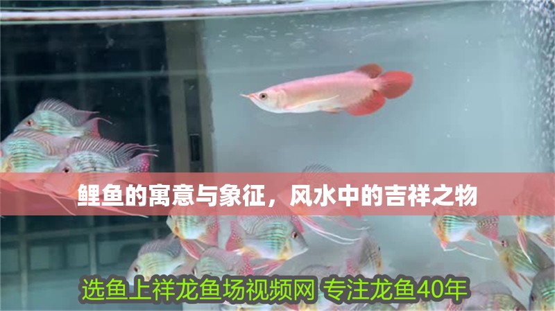 鯉魚的寓意與象征，風水中的吉祥之物