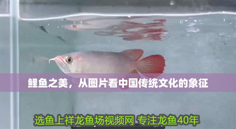 鯉魚之美，從圖片看中國傳統文化的象征