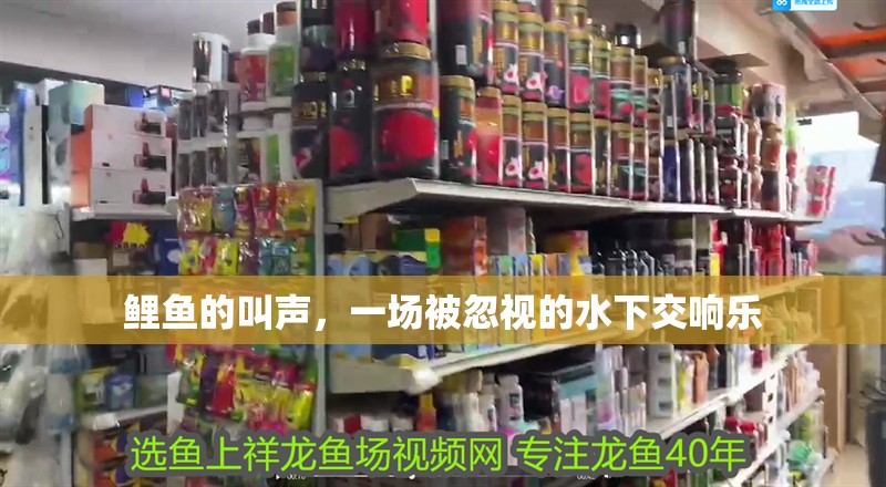 鯉魚的叫聲，一場被忽視的水下交響樂