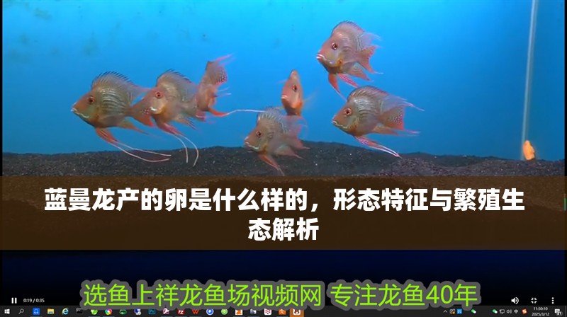 藍(lán)曼龍產(chǎn)的卵是什么樣的，形態(tài)特征與繁殖生態(tài)解析