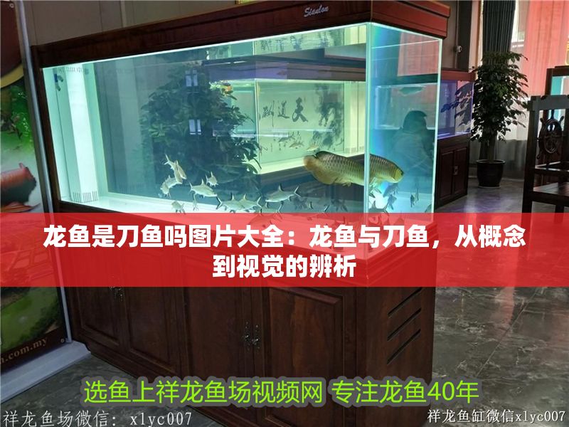 龍魚是刀魚嗎圖片大全：龍魚與刀魚，從概念到視覺的辨析