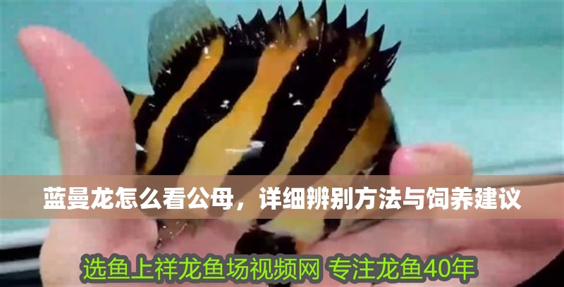 藍曼龍怎么看公母，詳細辨別方法與飼養建議