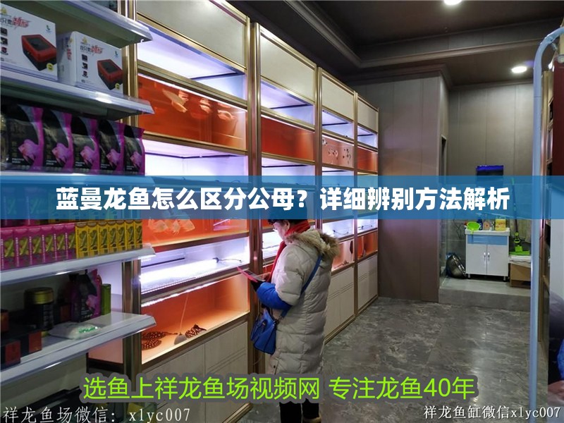 藍曼龍魚怎么區分公母？詳細辨別方法解析