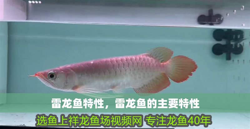 雷龍魚特性，雷龍魚的主要特性
