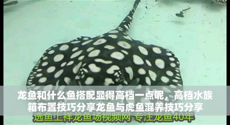 龍魚(yú)和什么魚(yú)搭配顯得高檔一點(diǎn)呢，高檔水族箱布置技巧分享龍魚(yú)與虎魚(yú)混養(yǎng)技巧分享