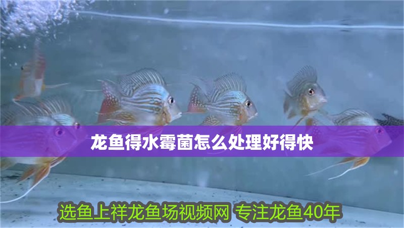 龍魚得水霉菌怎么處理好得快