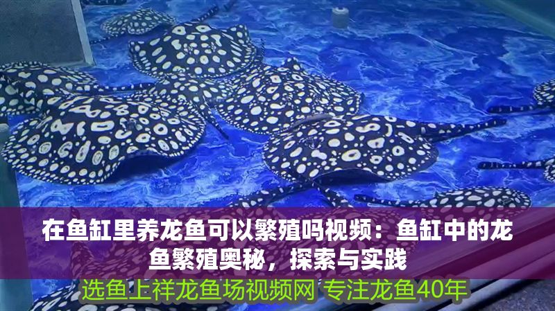 在魚缸里養龍魚可以繁殖嗎視頻：魚缸中的龍魚繁殖奧秘，探索與實踐