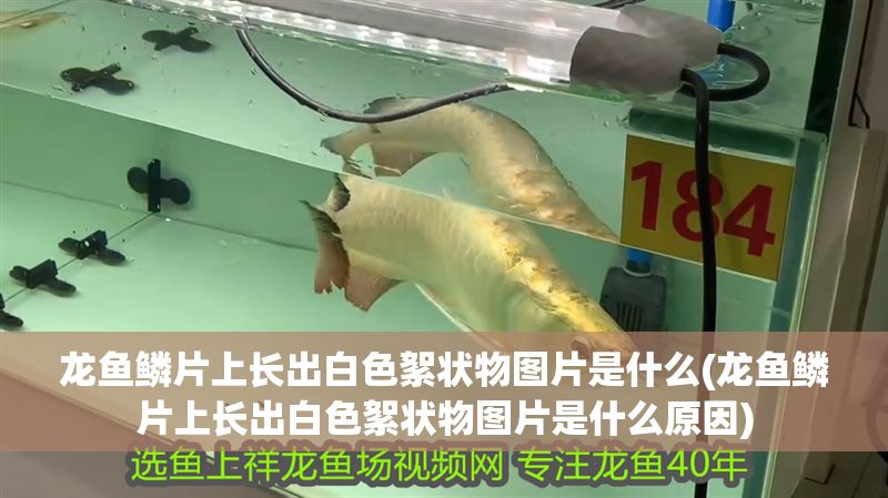 龍魚鱗片上長出白色絮狀物圖片是什么(龍魚鱗片上長出白色絮狀物圖片是什么原因)