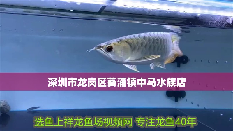 深圳市龍崗區(qū)葵涌鎮(zhèn)中馬水族店