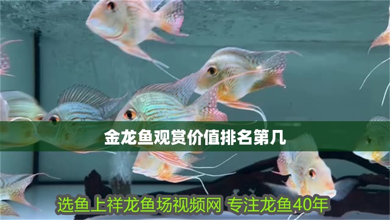 金龍魚觀賞價值排名第幾 金龍魚觀賞價值排名第幾 龍魚百科 第1張