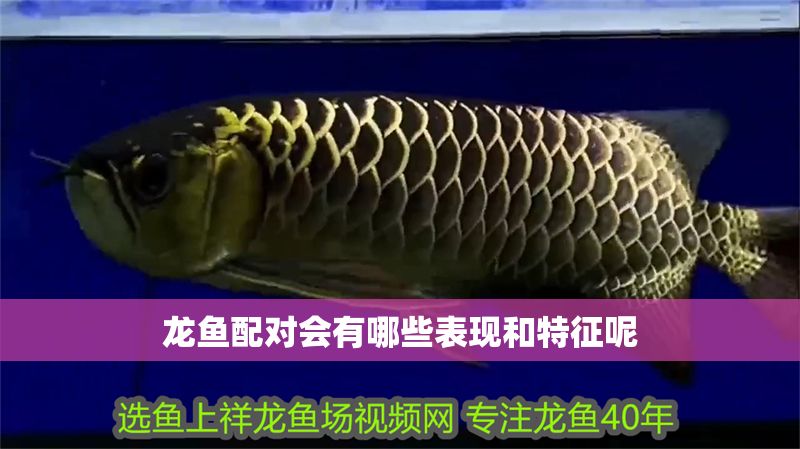 龍魚配對會有哪些表現和特征呢