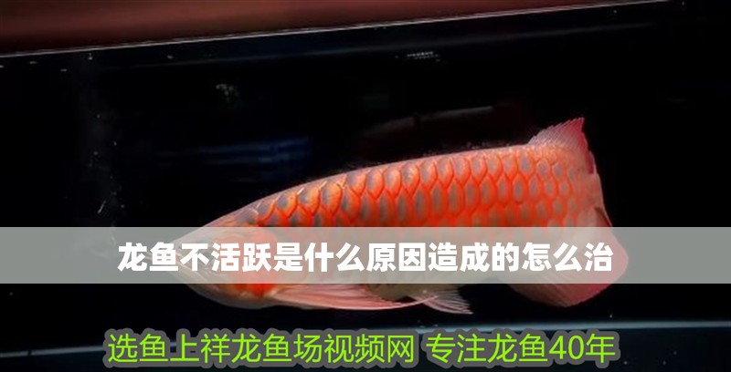 龍魚不活躍是什么原因造成的怎么治