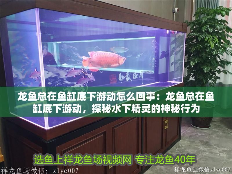 龍魚總在魚缸底下游動怎么回事：龍魚總在魚缸底下游動，探秘水下精靈的神秘行為