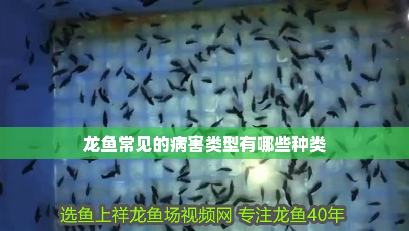 詳細(xì)閱讀:龍魚常見的病害類型有哪些種類 龍魚常見的病害類型有哪些種類