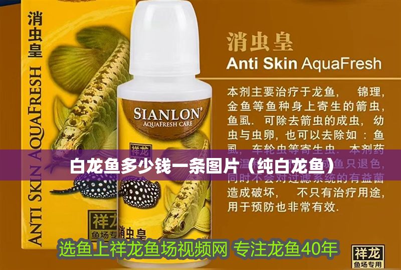 白龍魚多少錢一條圖片（純白龍魚）