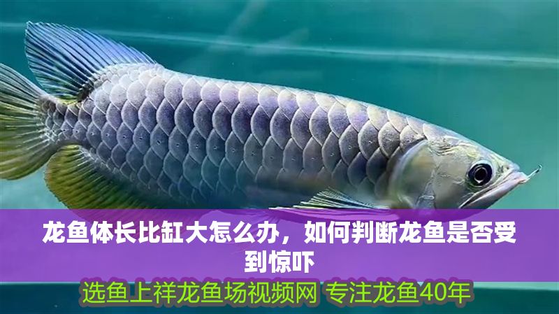 龍魚體長比缸大怎么辦，如何判斷龍魚是否受到驚嚇 龍魚體長比缸大怎么辦，如何判斷龍魚是否受到驚嚇 龍魚百科 第2張