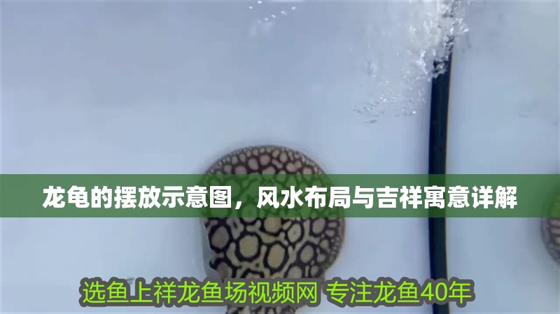 龍龜?shù)臄[放示意圖，風(fēng)水布局與吉祥寓意詳解