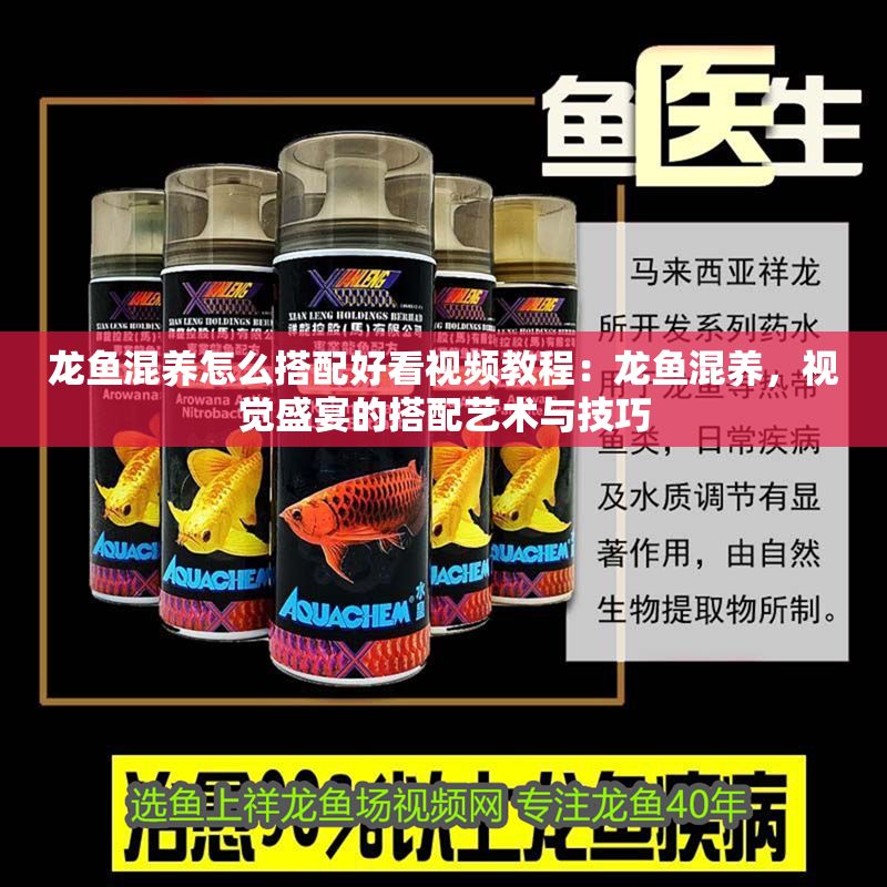 龍魚混養(yǎng)怎么搭配好看視頻教程：龍魚混養(yǎng)，視覺盛宴的搭配藝術(shù)與技巧