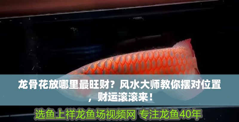 龍骨花放哪里最旺財？風(fēng)水大師教你擺對位置，財運(yùn)滾滾來！