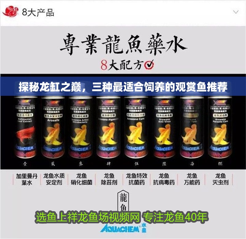 探秘龍缸之巔，三種最適合飼養的觀賞魚推薦