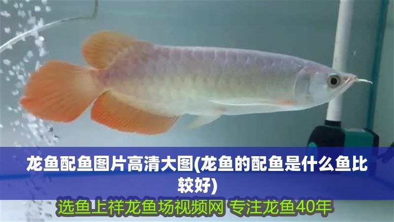 龍魚配魚圖片高清大圖(龍魚的配魚是什么魚比較好)