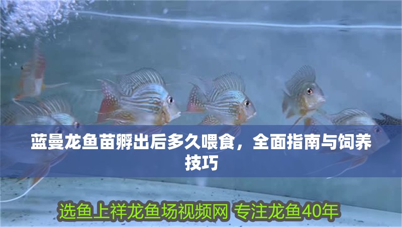 藍曼龍魚苗孵出后多久喂食，全面指南與飼養技巧