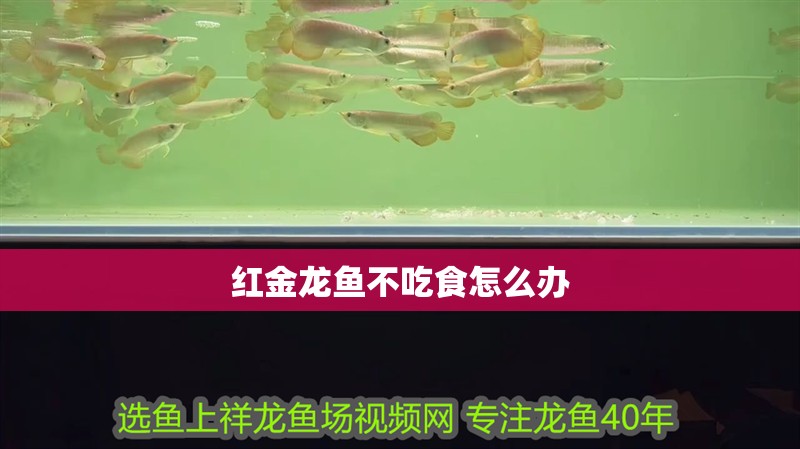 紅金龍魚不吃食怎么辦 紅金龍魚不吃食怎么辦 龍魚百科 第1張