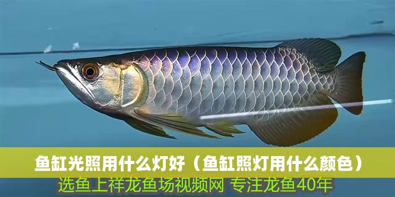 魚缸光照用什么燈好（魚缸照燈用什么顏色）