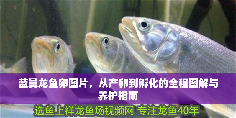 藍(lán)曼龍魚卵圖片，從產(chǎn)卵到孵化的全程圖解與養(yǎng)護(hù)指南