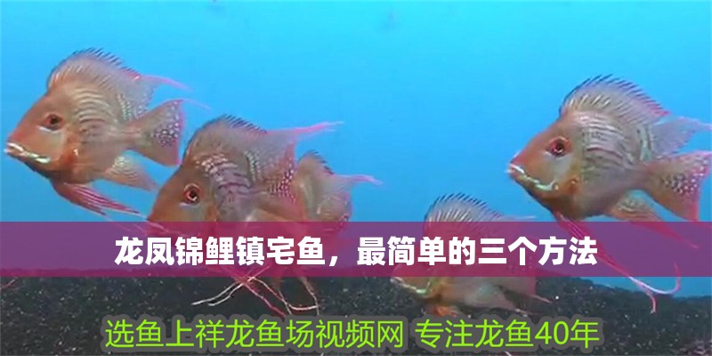 龍鳳錦鯉鎮宅魚，最簡單的三個方法