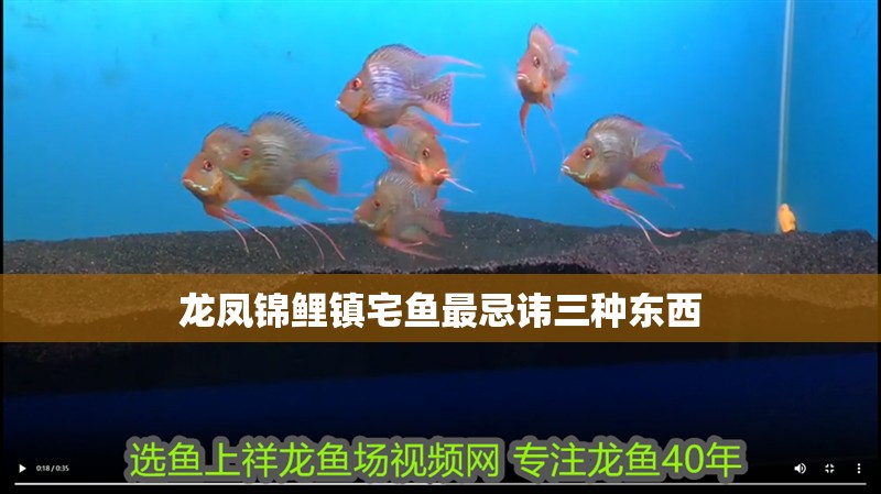 龍鳳錦鯉鎮宅魚最忌諱三種東西