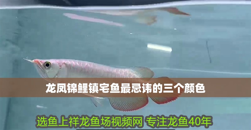 龍鳳錦鯉鎮宅魚最忌諱的三個顏色
