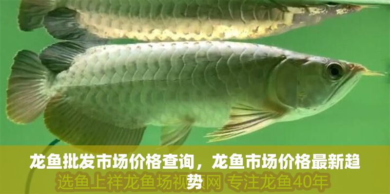 龍魚批發市場價格查詢，龍魚市場價格最新趨勢
