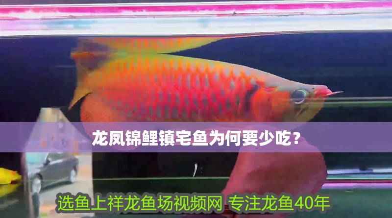龍鳳錦鯉鎮宅魚為何要少吃？