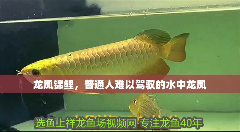 龍鳳錦鯉，普通人難以駕馭的水中龍鳳