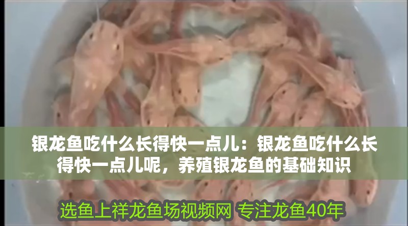 銀龍魚吃什么長得快一點兒：銀龍魚吃什么長得快一點兒呢，養殖銀龍魚的基礎知識