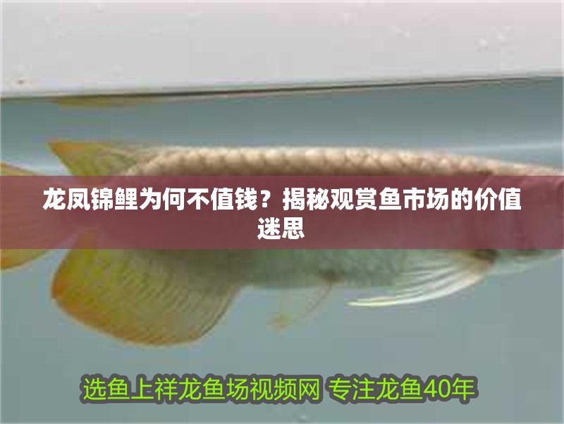 龍鳳錦鯉為何不值錢？揭秘觀賞魚市場的價(jià)值迷思
