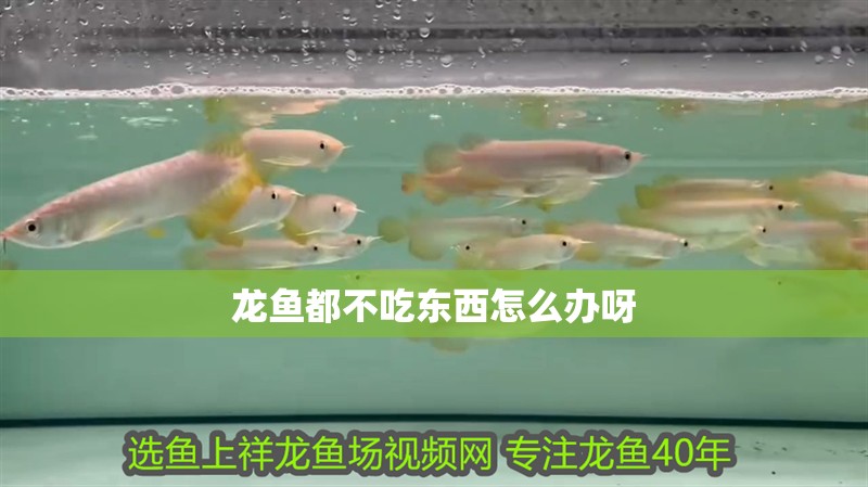 龍魚都不吃東西怎么辦呀