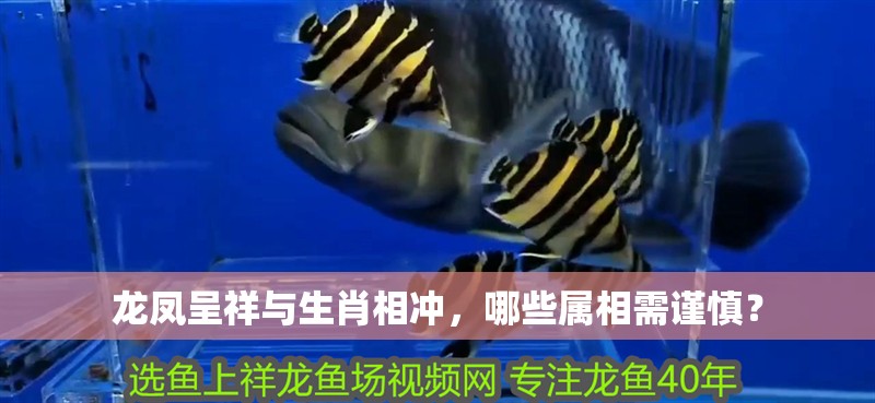 龍鳳呈祥與生肖相沖，哪些屬相需謹(jǐn)慎？