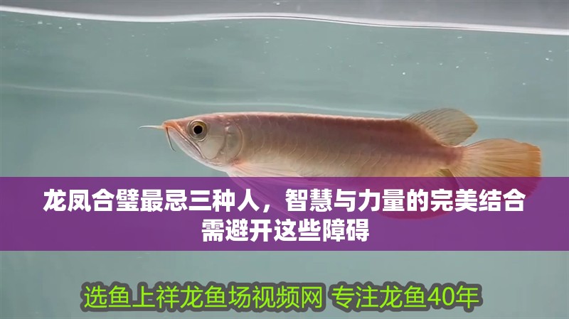龍鳳合璧最忌三種人，智慧與力量的完美結合需避開這些障礙